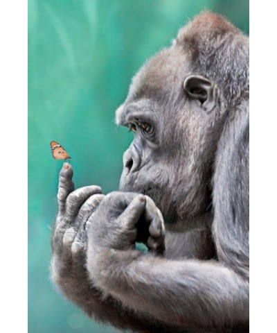 Gorilla Inspecting Butterfly on Finger (24x36 Giclee Gallery Art Print, Vivid Textured Wall Decor) $25.49 Totes